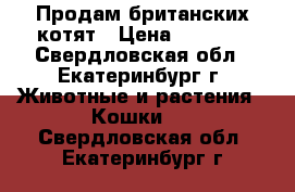 Продам британских котят › Цена ­ 4 000 - Свердловская обл., Екатеринбург г. Животные и растения » Кошки   . Свердловская обл.,Екатеринбург г.